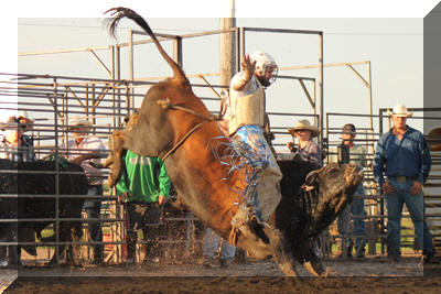 Bull Riding